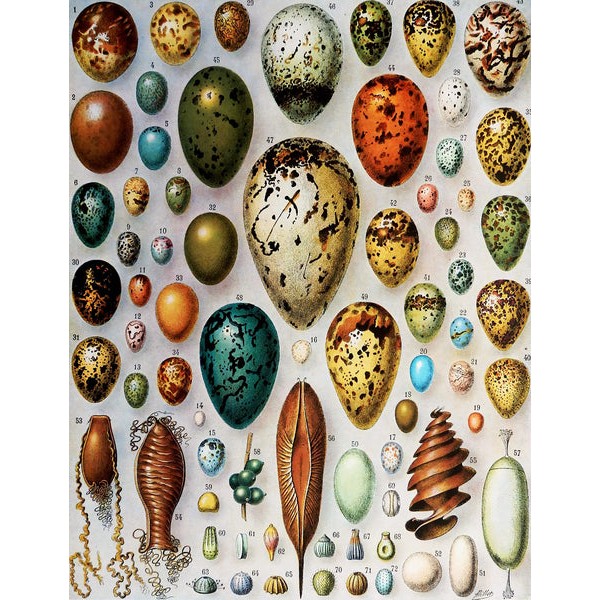 Bird Eggs (258 Piece Wooden Jigsaw Puzzle) UK