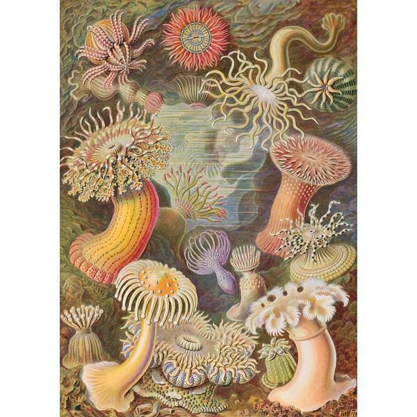 Sea Anemones by Ernst Haeckel - 288 Piece Wooden Jigsaw Puzzle UK