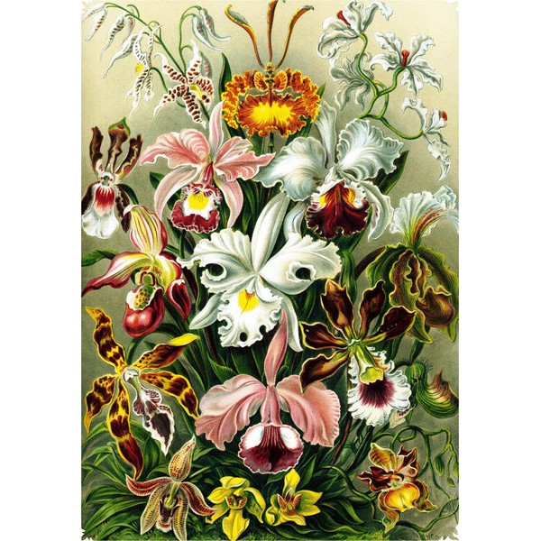 Haeckel's Orchids - 472 Piece Wooden Jigsaw Puzzle UK