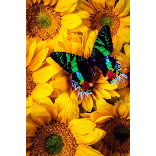 Sunflower Butterfly (78 Pieces) Mini Wooden Butterfly Puzzle UK