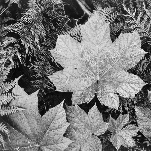 Leaves by Ansel Adams (50 Piece Mini Wooden Jigsaw Puzzle) UK